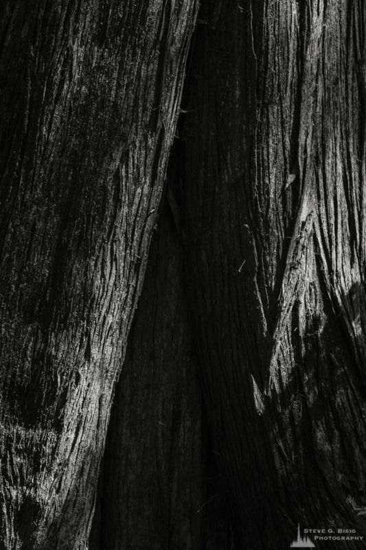 A black and white close-up nature photograph of the trunk of a cedar tree from a photography project titled 