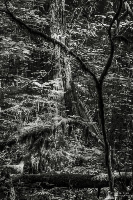 A black and white nature photograph of the Summer forest from a photography project titled "Highlights of the Forest" captured at the Federation Forest State Park near Greenwater, Washington.