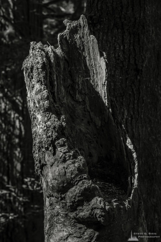 A black and white nature photograph of an old stump in the forest  from a project titled "Highlights of the Forest" captured at the Federation Forest State Park near Greenwater, Washington.