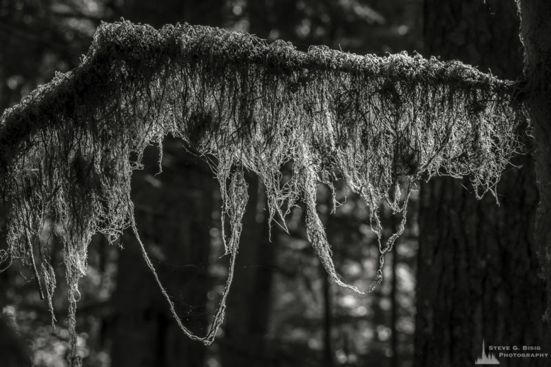 A black and white nature photograph of a moss covered branch in the forest from a photography project titled "Highlights of the Forest" captured at the Federation Forest State Park near Greenwater, Washington.