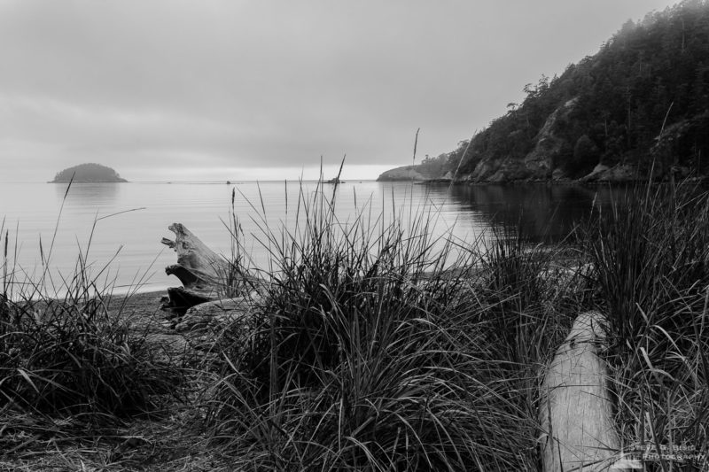 A black and white landscape photograph beach grass and driftwood along the beach at Bowman Bay on a foggy Summer morning at Deception Pass State Park, Washington.