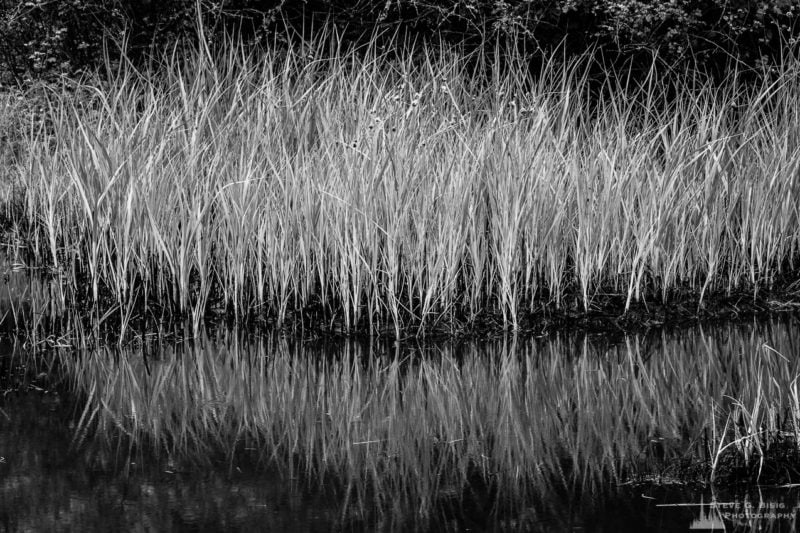 A black and white nature photograph of Bowman Bay wetlands on a foggy Summer morning at Deception Pass State Park, Washington.