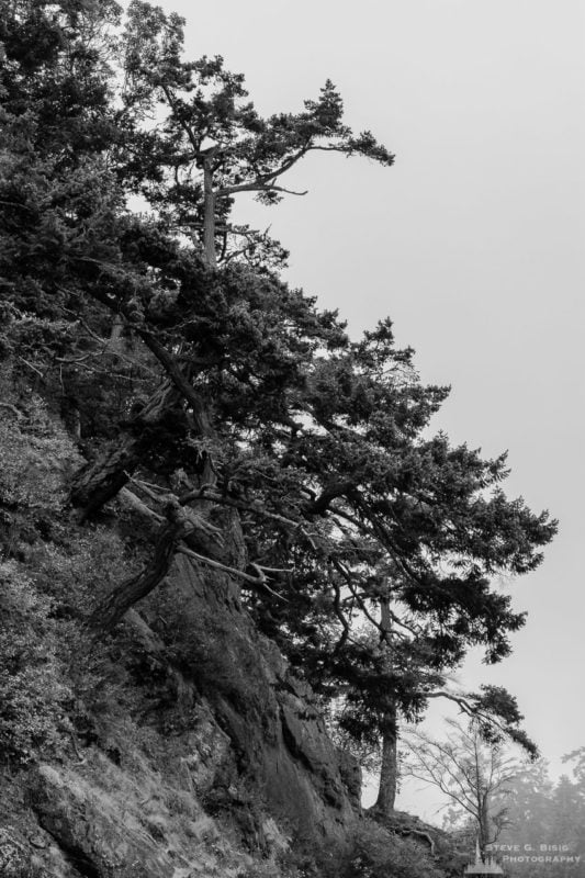 A black and white nature photograph trees growing on the cliffs of Bowman Bay on a foggy Summer morning at Deception Pass State Park, Washington.