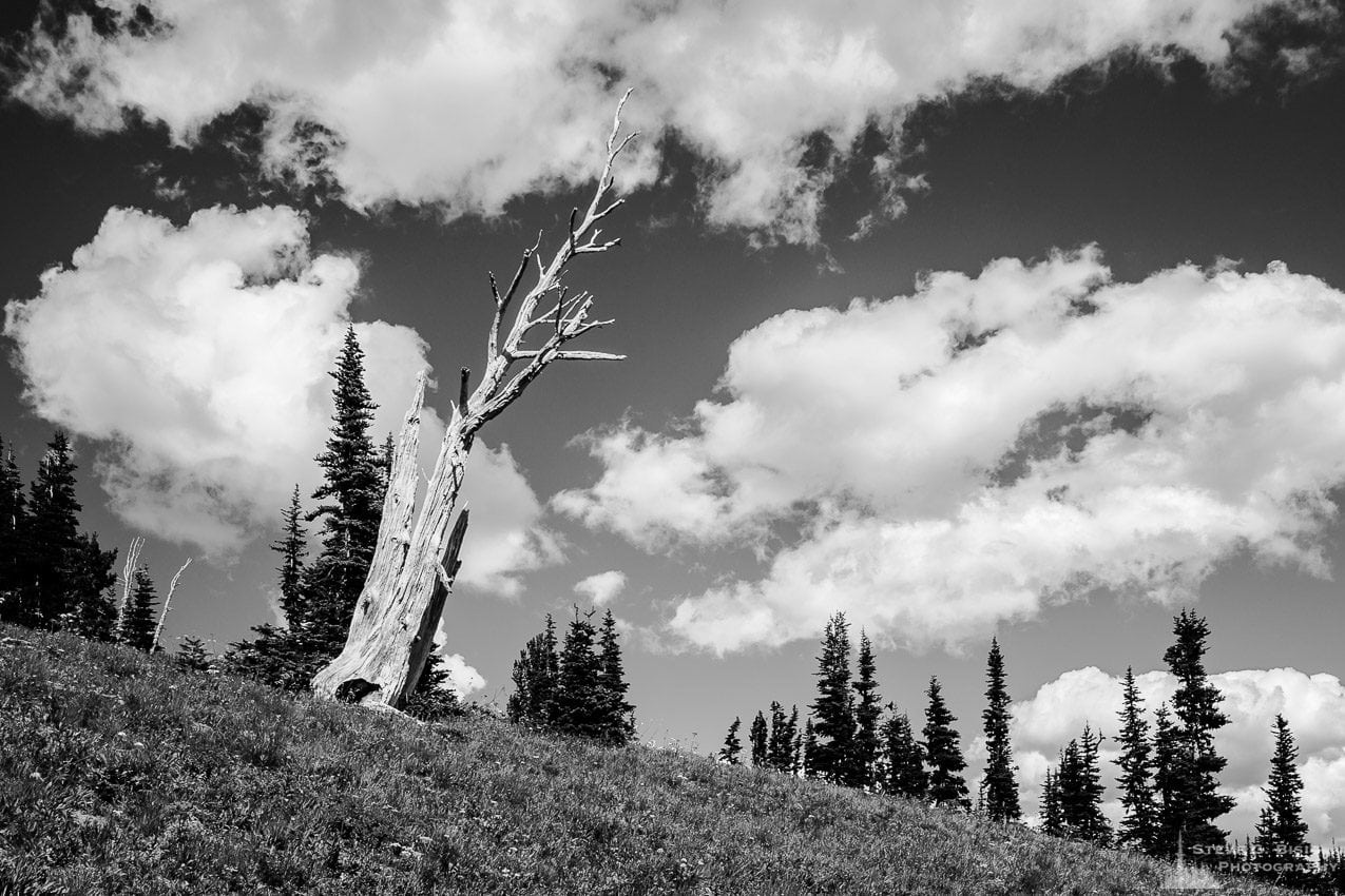 A black and white landscape photograph of a silver snag in the alpine meadows near the Sunrise Visitors Center at Mount Rainier National Park, Washington.