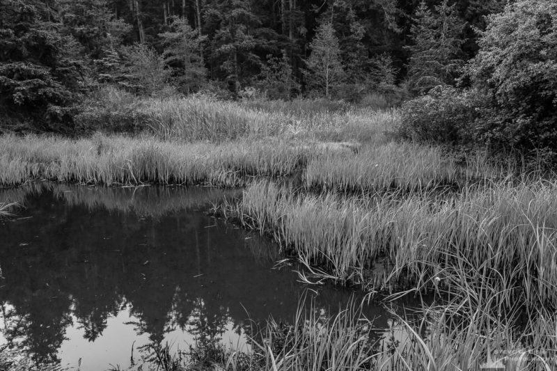 A black and white nature photograph of wetlands at Bowman Bay on a foggy Summer morning at Deception Pass State Park, Washington.