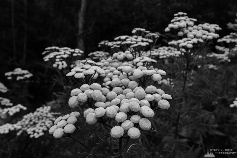 A black and white landscape photograph of wildflowers near Bowman Bay on a foggy Summer morning at Deception Pass State Park, Washington.