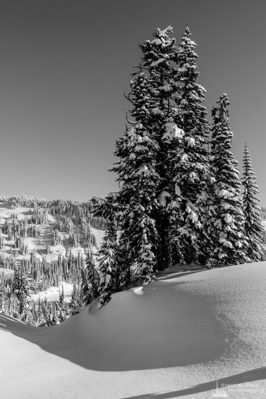 A black and white Pacific Northwest landscape photograph of snow-covered trees on the edge of the Paradise Valley as captured on a sunny winter day in the Paradise area of Mount Rainier National Park, Washington.
