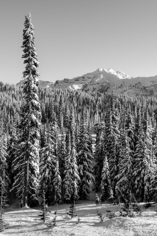 A black and white Pacific Northwest landscape photograph of the snow-covered winter forest captured on a sunny winter day in the Paradise area of Mount Rainier National Park, Washington.