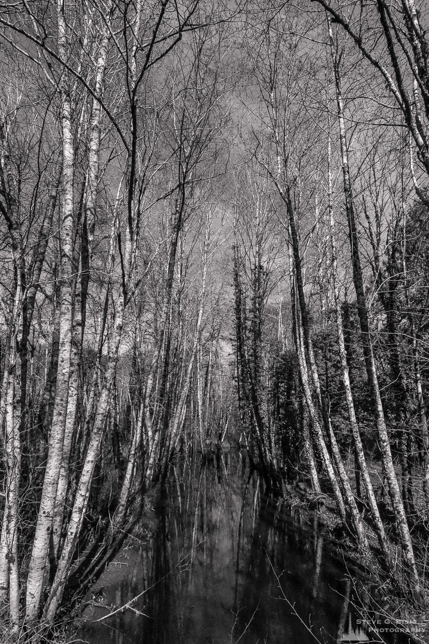 A black and white landscape photograph of an overflowing creek along the West Skokomish Valley Road in rural Mason County, Washington.