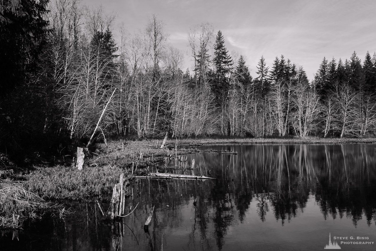 A black and white landscape photograph of the mid-winter forested shoreline of Lake West near FR2340 in rural Mason County, Washington.