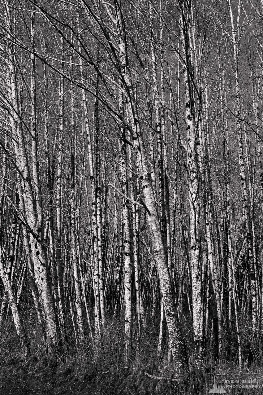 A black and white landscape photograph of the winter river bottom forest along the West Skokomish Valley Road in rural Mason County, Washington.