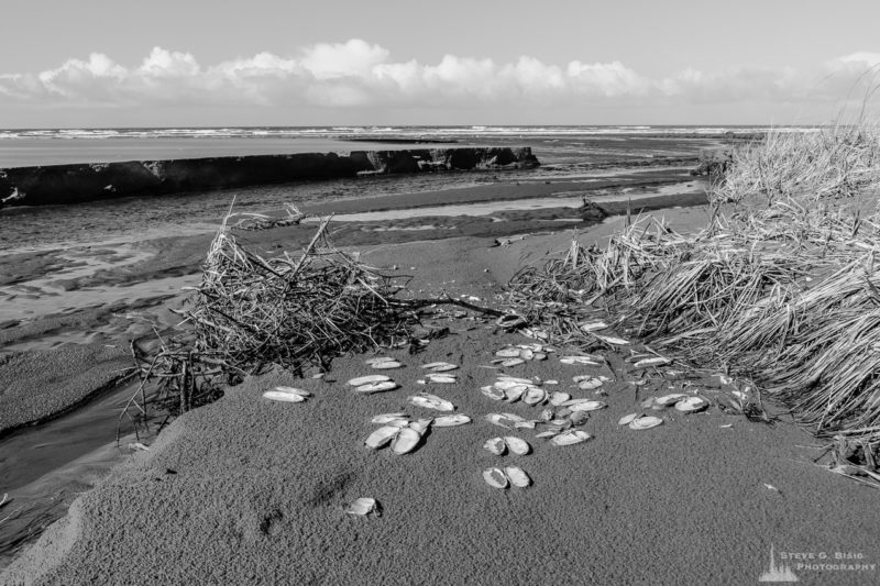 A black and white landscape photograph of a creek flowing into the Pacific Ocean at low tide along South Beach in Grays Harbor County near Grayland, Washington.