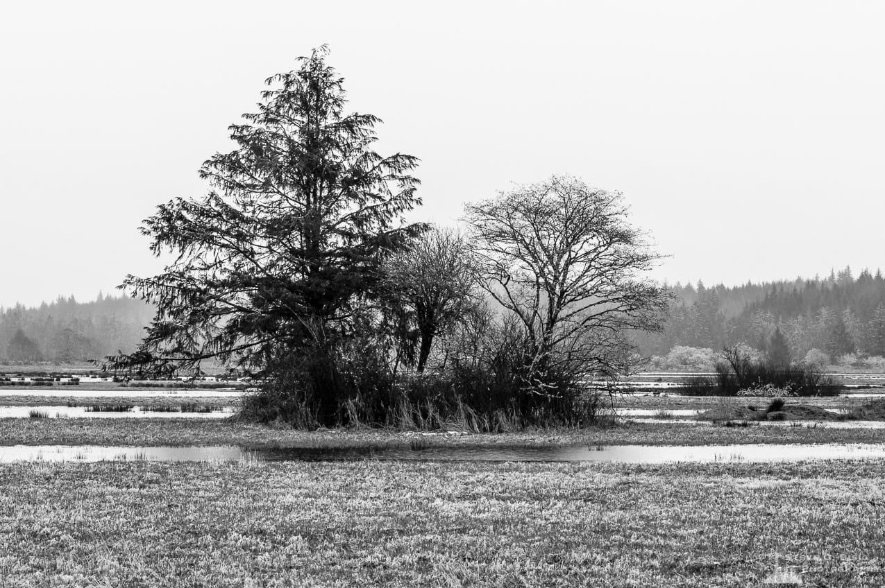 A black and white landscape photograph of a group of trees at the Johns River State Wildlife Area in Grays Harbor County, Washington on a rainy late winter day.