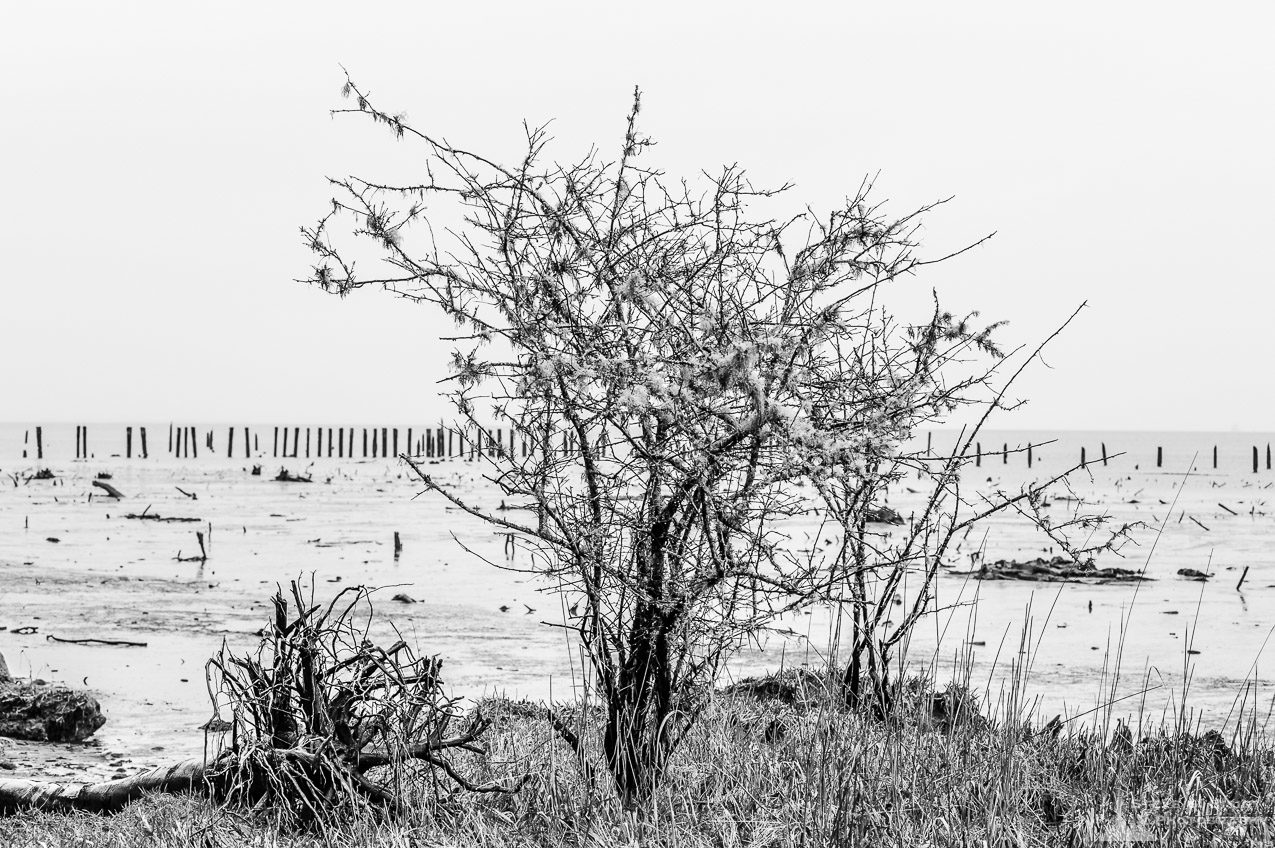 A black and white landscape photograph of a lone bush and adjacent mudflats along the southshore of Grays Harbor, Washington at low tide.