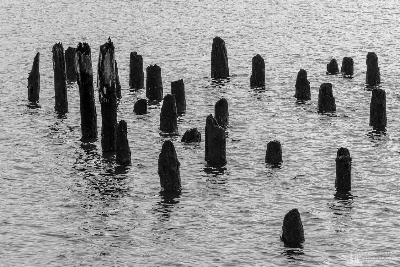 A black and white photograph of old pilings in Grays Harbor at Hoquiam, Washington.
