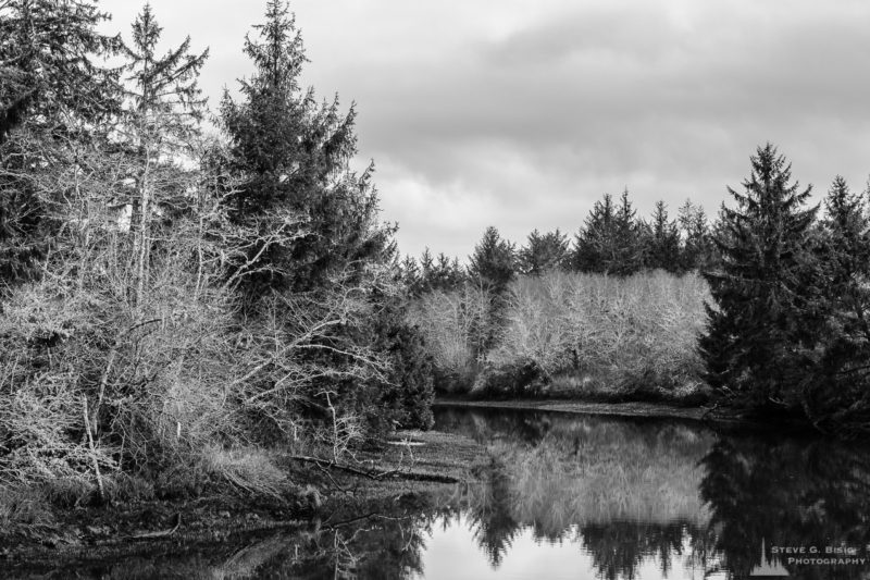 A black and white landscape photograph of Jessie Slough and the winter forest in rural Grays Harbor County, Washington.