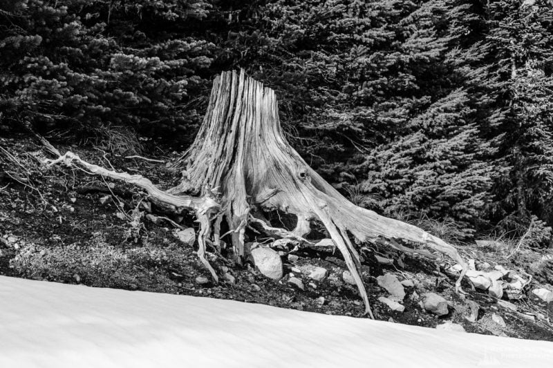 Old Silver Stump, FR1284, Lewis County, Washington, 2017