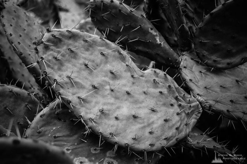 A black and white nature photograph of cactus at the Los Angeles County Arboretum, California.