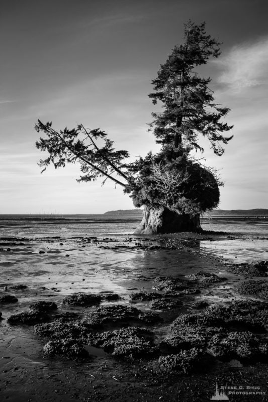 A black and white landscape photograph of Conifer Island at low tide on Willapa Bay, Washington.