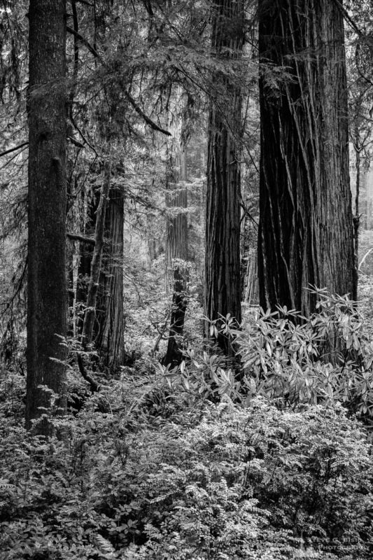 A black and white landscape photograph of the redwood forest along US101 in the Del Norte Redwood State Forest, California.