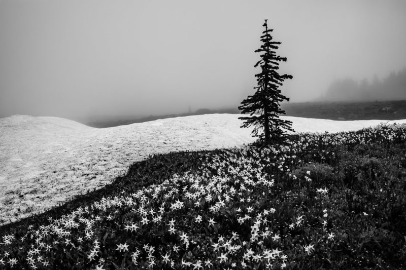 A black and white landscape photograph of a lone alpine tree, wildflower blooms and an early summer snowfield on a foggy day hiking the Spray Park Trail at Mount Rainier National Park, Washington.