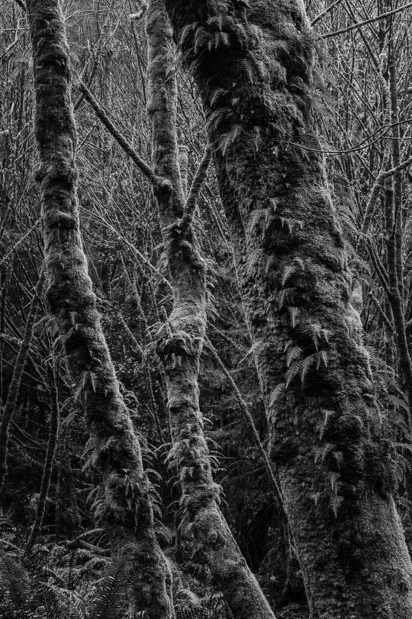 A black and white nature photograph of the winter maple forest at Point Defiance Park in Tacoma, Washington.