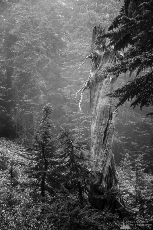A black and white nature photograph of an old snag on a foggy summer day along the Spray Park Trail at Mount Rainier National Park, Washington.