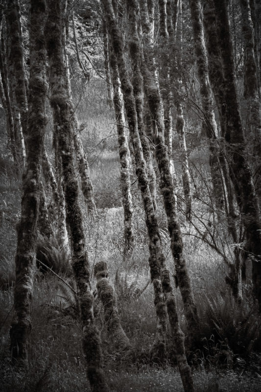 A black and white landscape photograph of the spring forest of the Quinault River Valley, Washington.