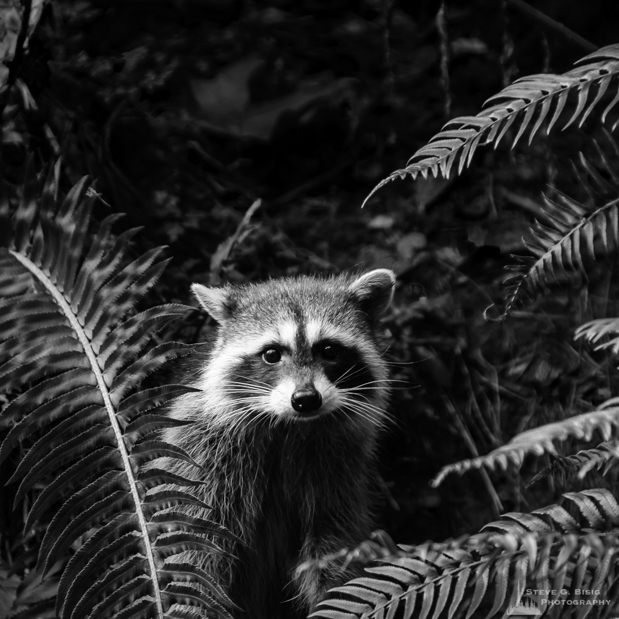 A black and white photopgraph of a raccoon looking out from the ferns. Point Defiance Park, Tacoma, Washington.