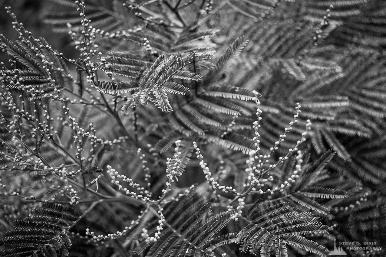 A black and white nature photograph of the Early Black Wattle (Acacia decurrens) as found at the Los Angeles County Arboretum, California.