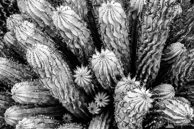 A black and white nature photograph of Resin spruge (Euphorbia resinifera) as viewed at the Los Angeles County Arboretum, California.