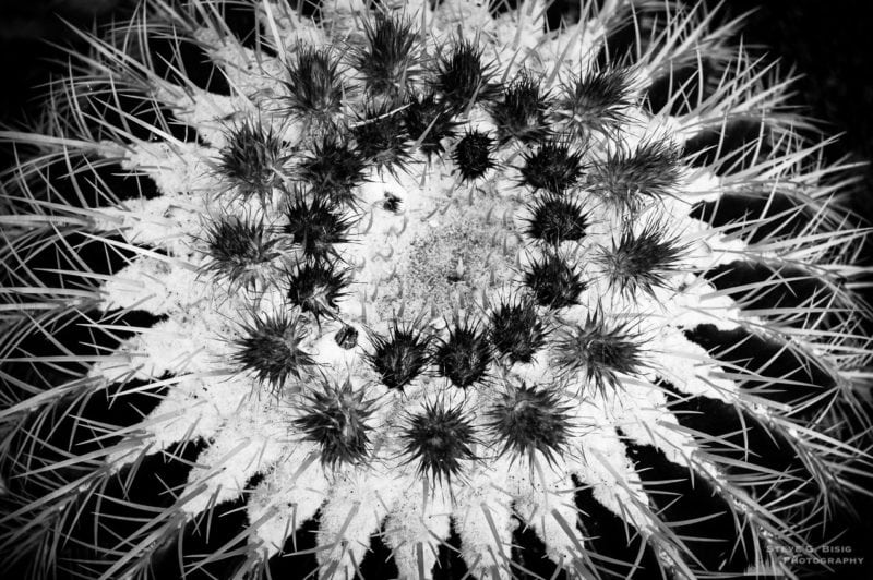 A black and white nature photograph of Golden Barrel Cactus (Echinocactus grusonii) as viewed at the Los Angeles County Arboretum, California.
