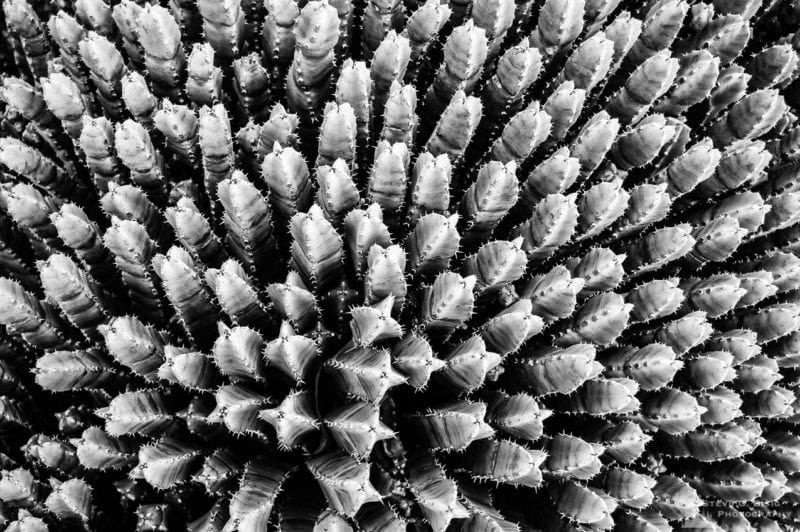 A black and white nature photograph of Resin spruge (Euphorbia resinifera) as viewed at the Los Angeles County Arboretum, California.