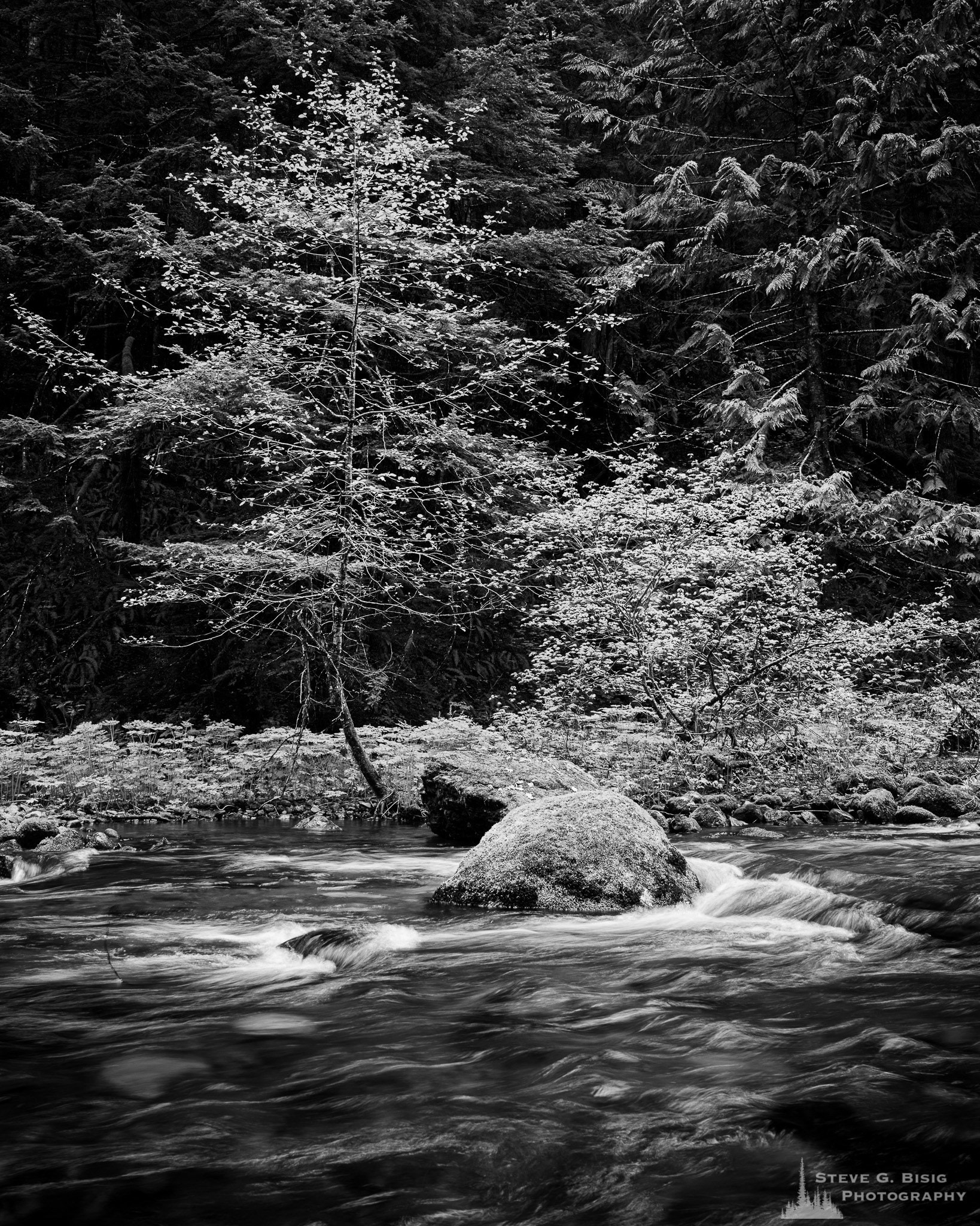 A black and white landscape photograph of the forest along the banks of Skate Creek in the Gifford Pinchot National Forest, Washington.