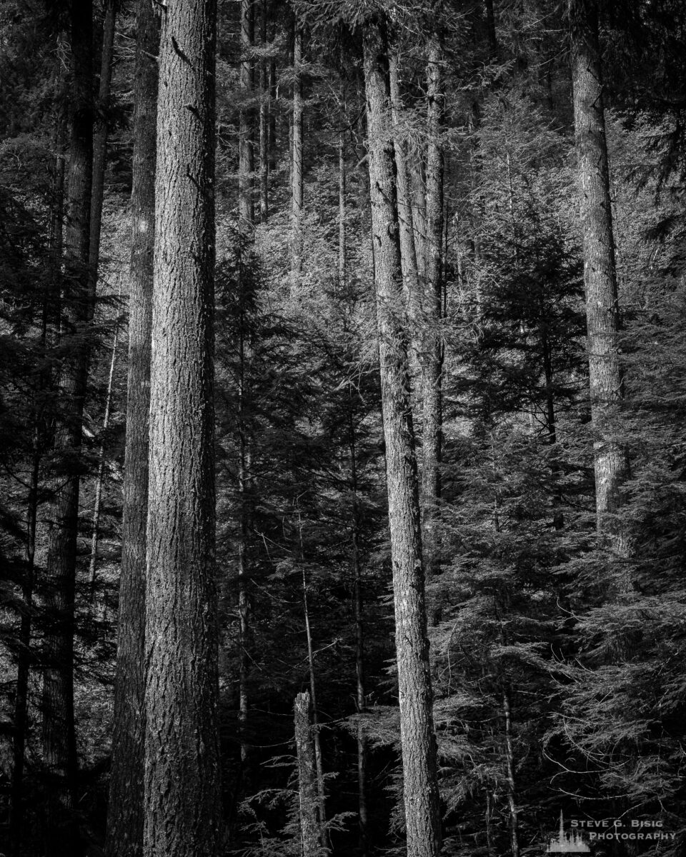 A black and white landscape photograph of a forest scene found along Forest Road 52 (Skate Creek Road) in the Gifford Pinchot National Forest, Washington.