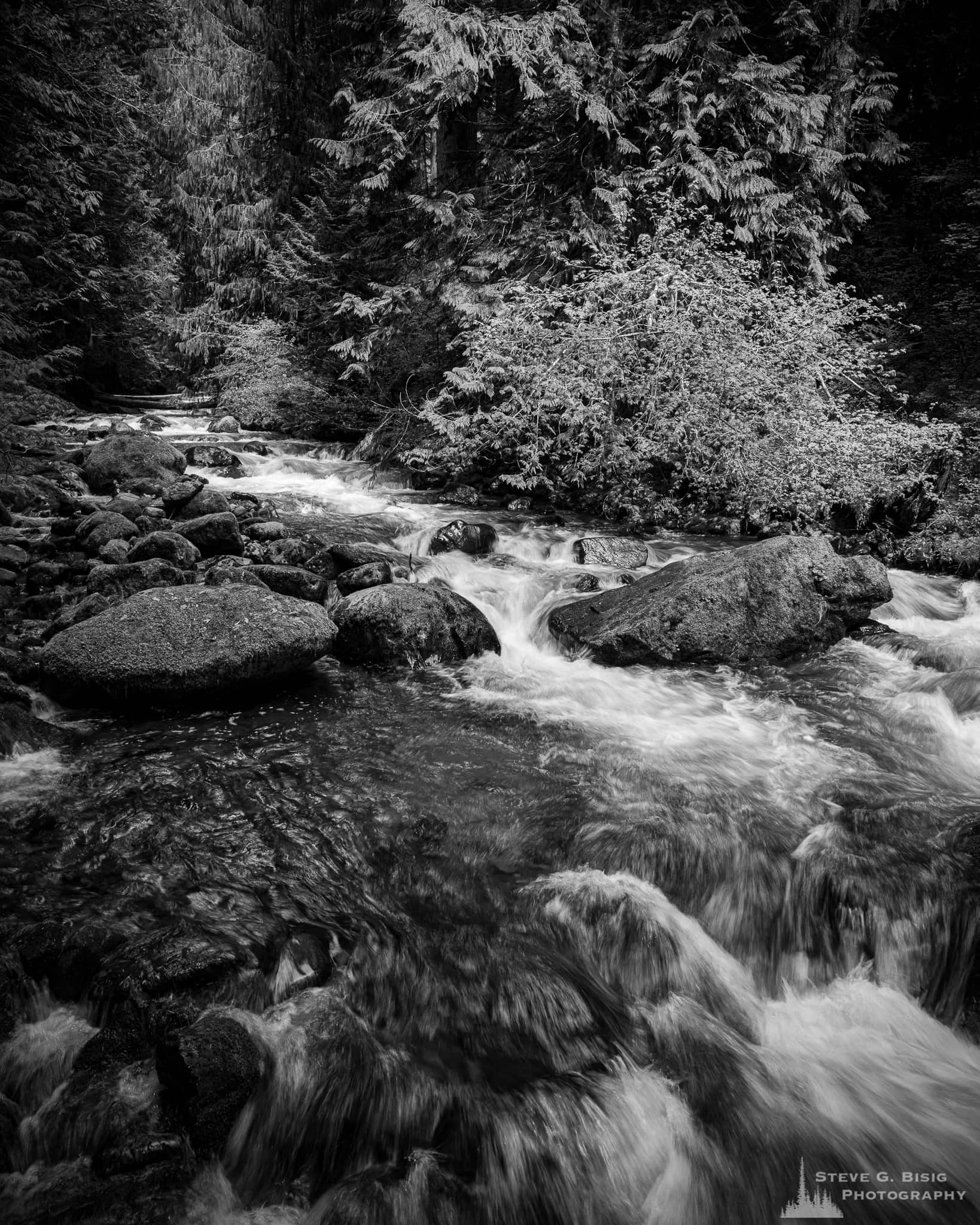 A black and white landscape photograph of a forest stream found along Forest Road 52 (Skate Creek Road) in the Gifford Pinchot National Forest, Washington.