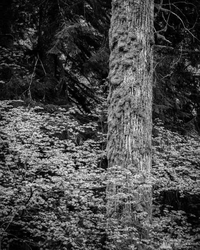 Large Tree, Gifford Pinchot National Forest, Washington, 2019