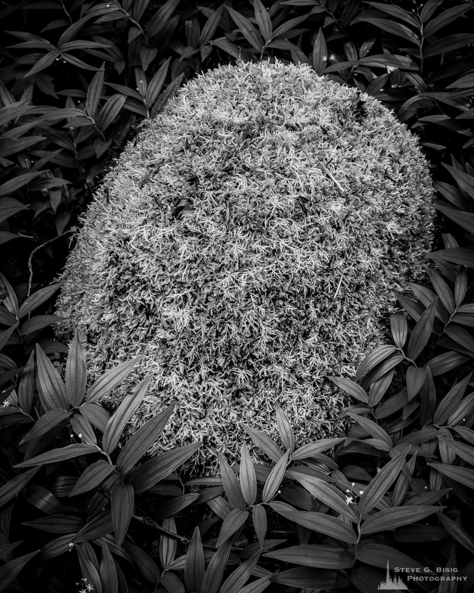A black and white nature photograph of a moss-covered rock surrounded by Star False Solomon's Seal as found along Forest Road 52 (Skate Creek Road) in the Gifford Pinchot National Forest, Washington.