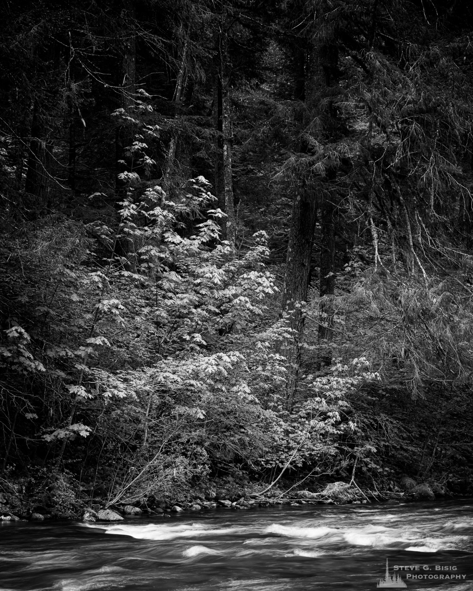 A black and white landscape photograph of the forested banks of a creek found along Forest Road 52 (Skate Creek Road) in the Gifford Pinchot National Forest, Washington.