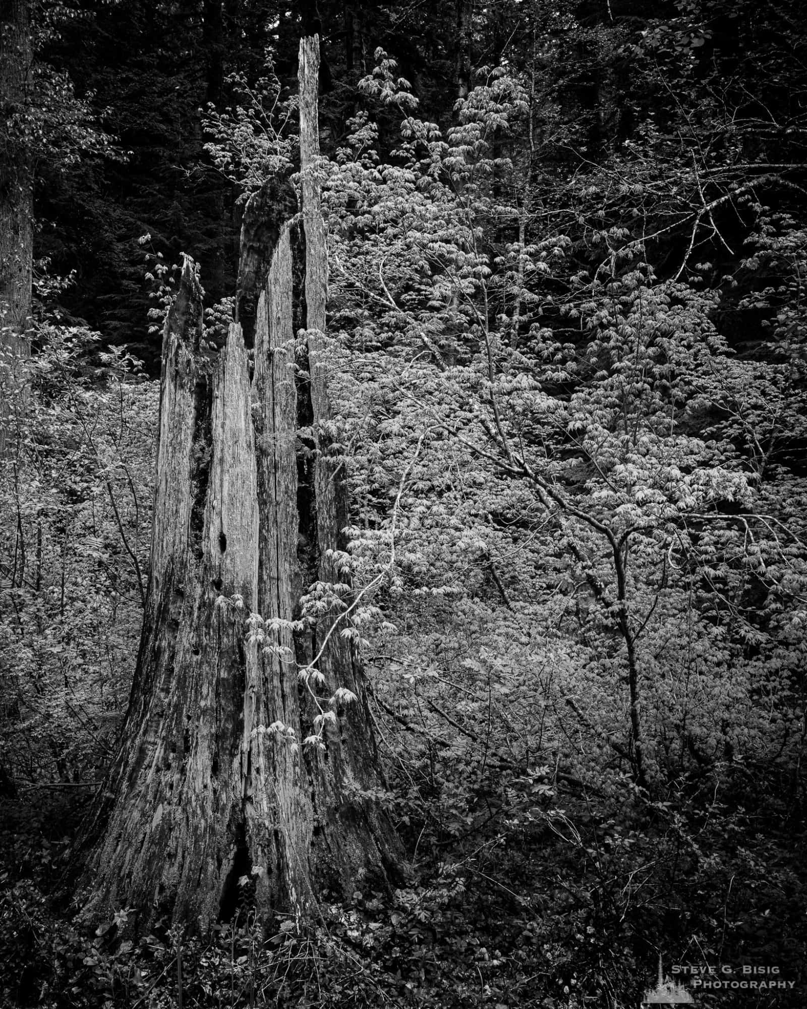 A black and white landscape photograph of an old-growth stump found along Forest Road 52 (Skate Creek Road) in the Gifford Pinchot National Forest, Washington.