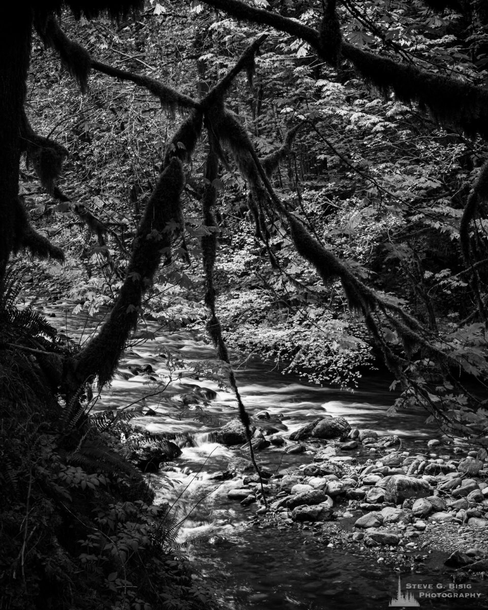 A black and white landscape photograph of moss-covered limbs overhanging a forest stream found along Forest Road 52 (Skate Creek Road) in the Gifford Pinchot National Forest, Washington.