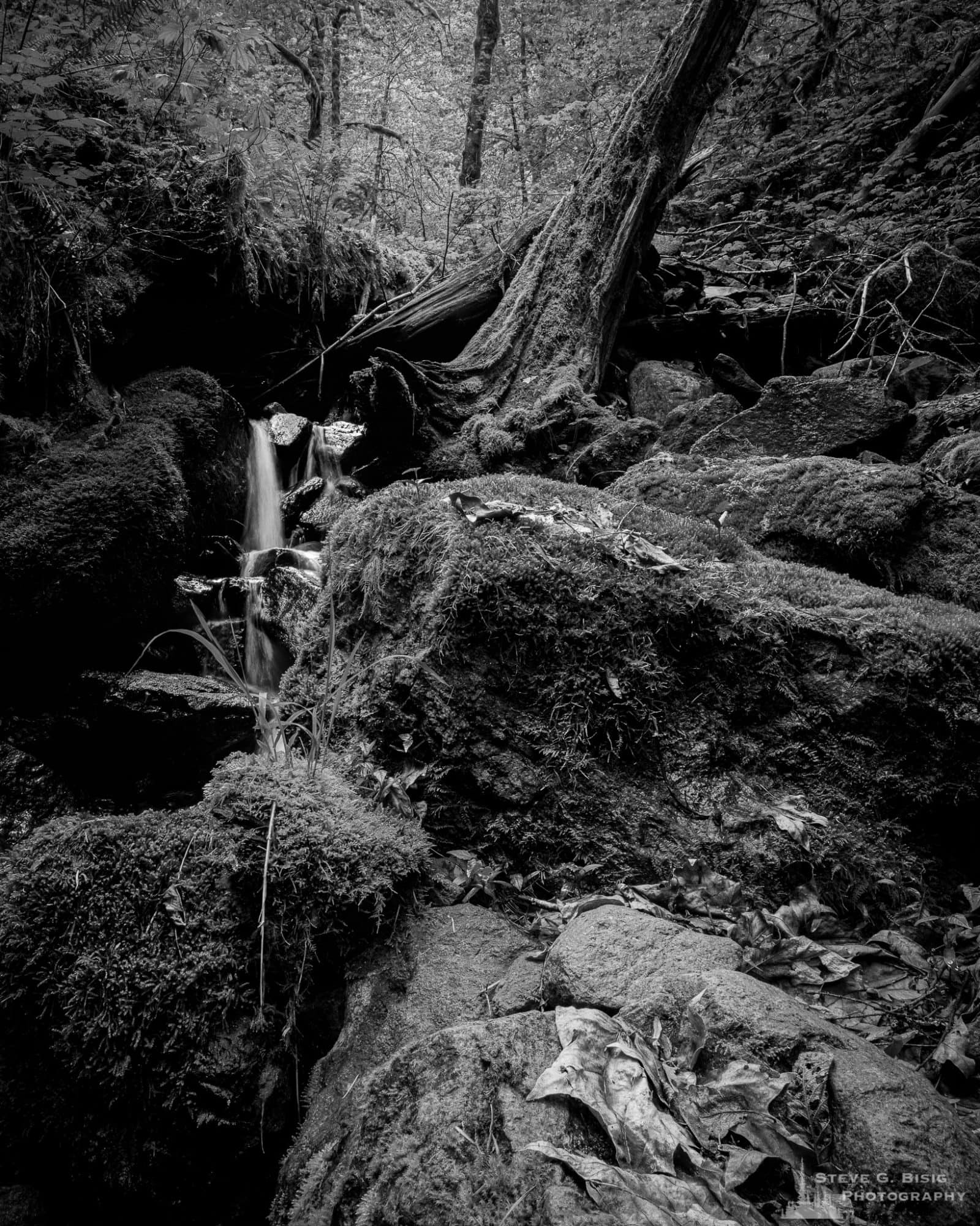 A black and white landscape photograph of a seasonal creek found along Forest Road 52 (Skate Creek Road) in the Gifford Pinchot National Forest, Washington.