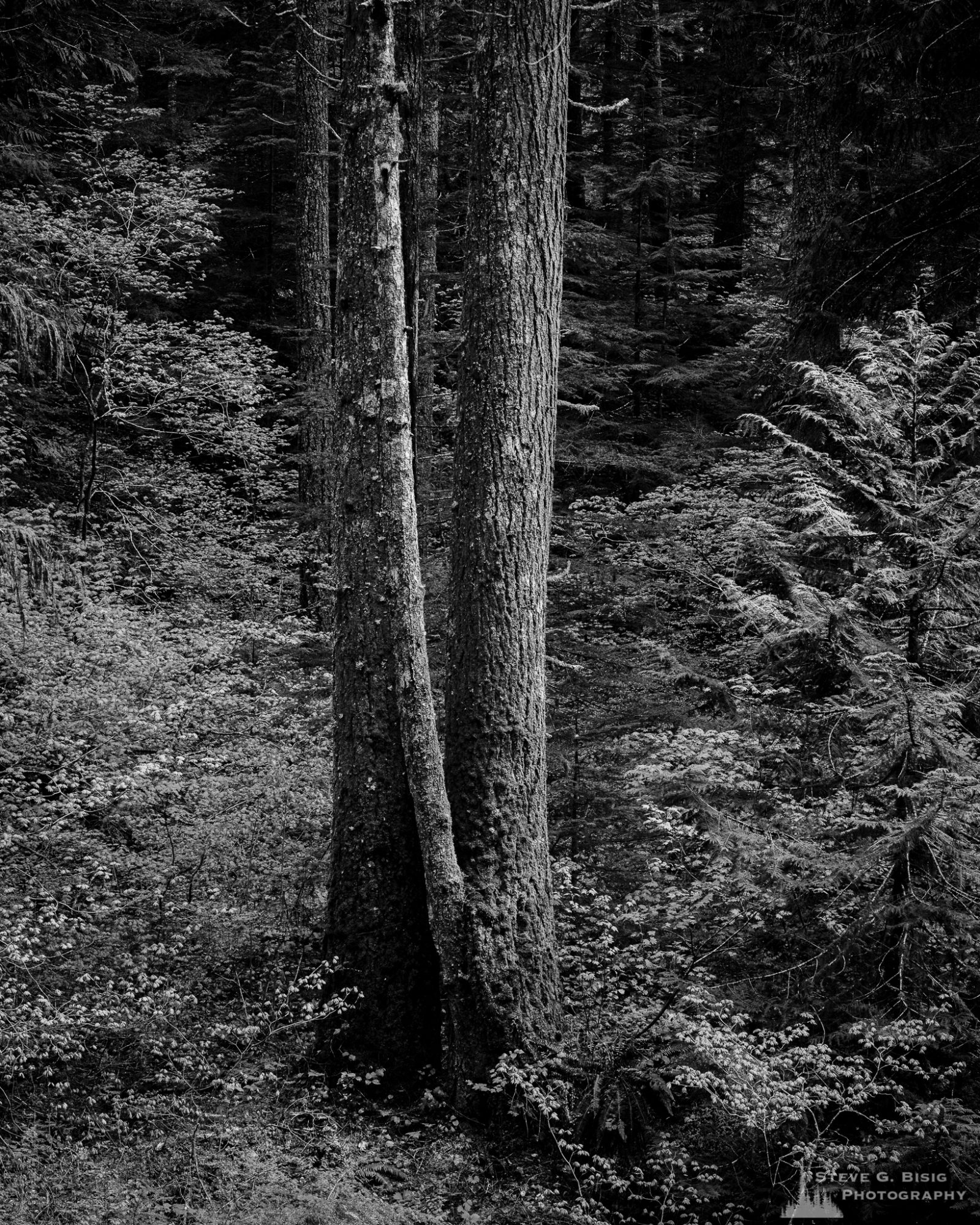 A black and white landscape photograph of the forest along Forest Road 52 (Skate Creek Road) in the Gifford Pinchot National Forest, Washington.