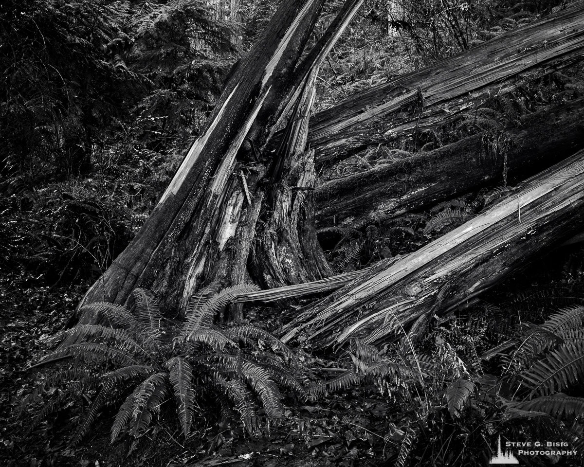 A black and white fine art nature photograph of blown down trees as found in the forest at Kopachuck State Park, Washington.