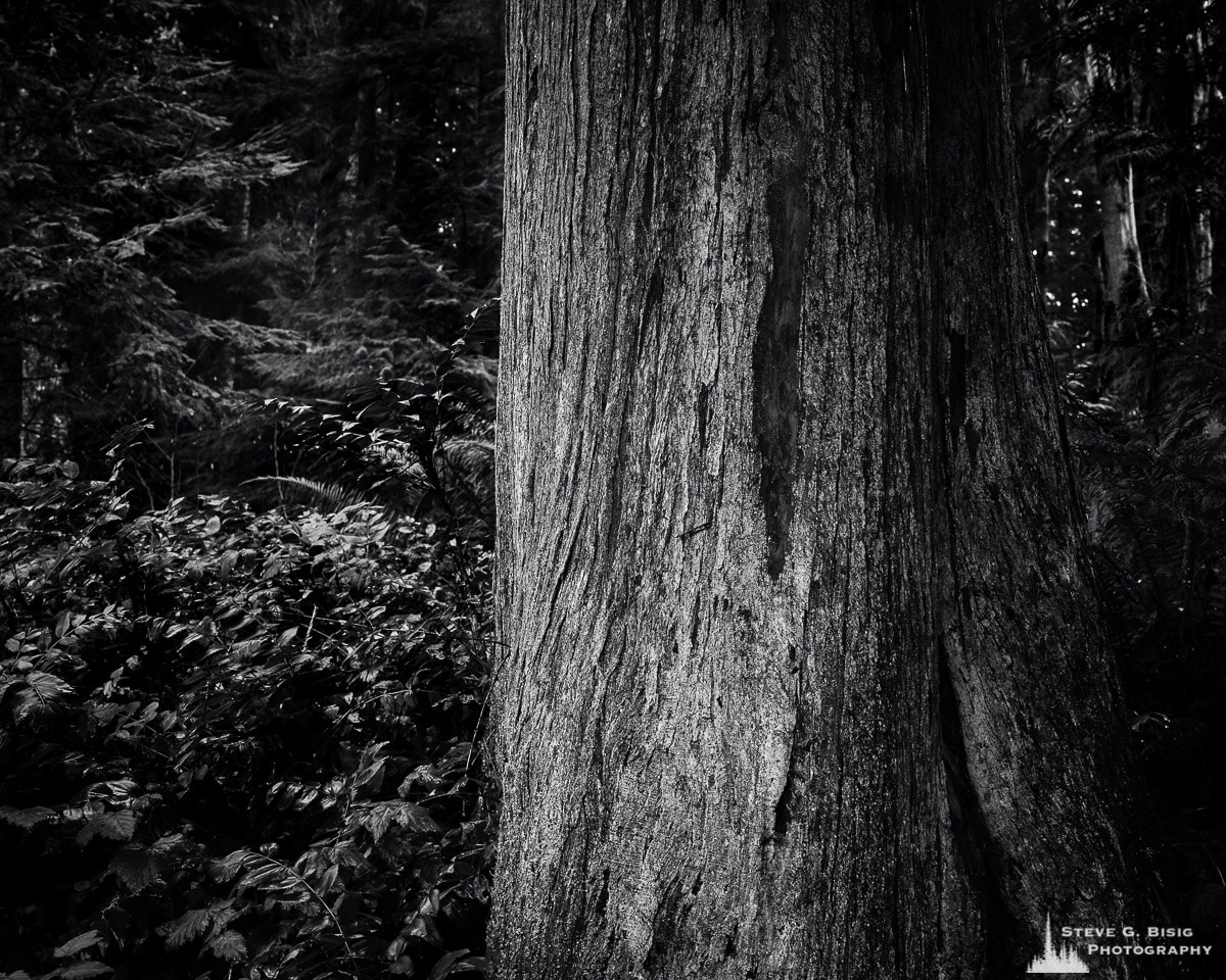 A black and white fine art intimate landscape photograph of the trunk of a cedar tree in Kopachuck State Park, Washington.
