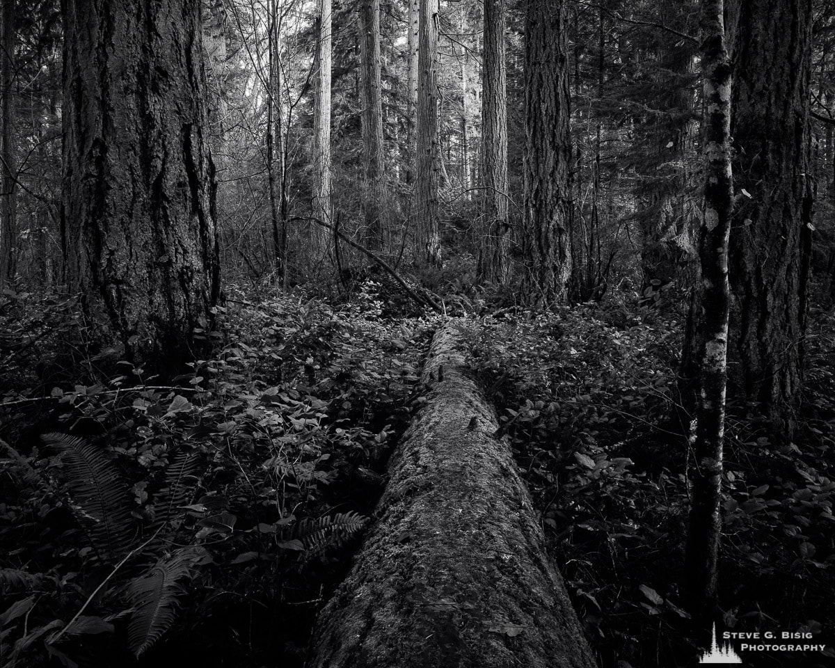 A black and white fine art landscape photograph of a fallen tree in the forest at Kopachuck State Park, Washington.