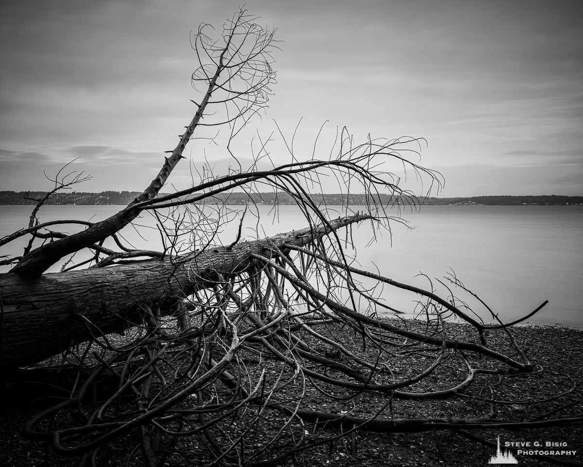 A black and white fine art long exposure landscape photograph of a fallen tree on the Puget Sound beach at Kopachuck State Park, Washington.