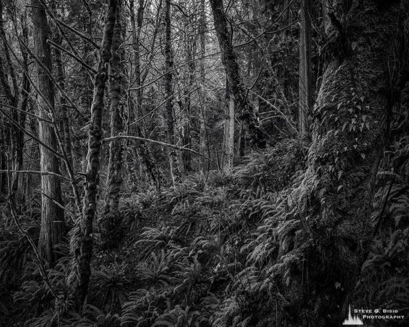 Forest, Kopachuck State Park, Washington, 2020