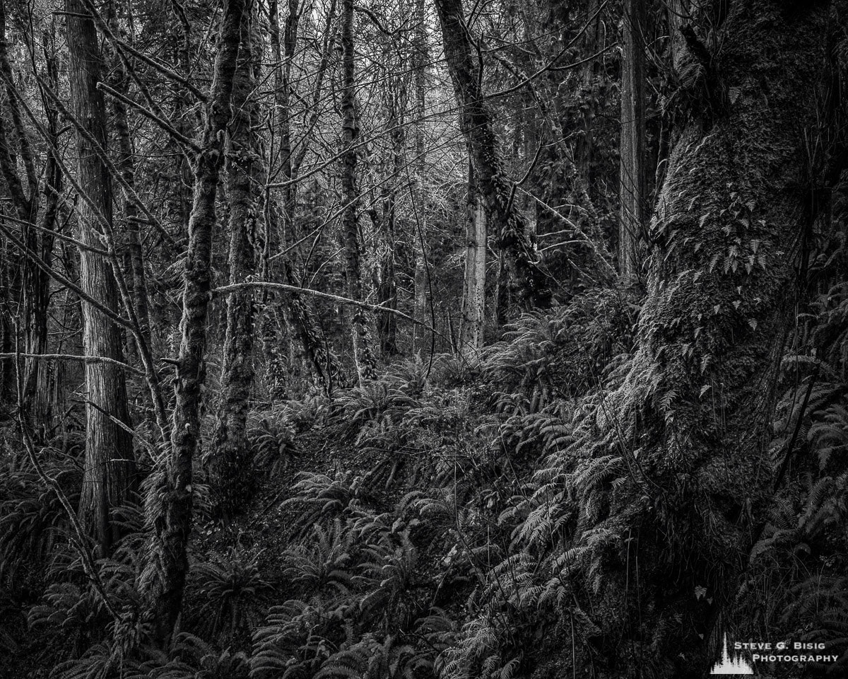 A black and white fine art landscape photograph of the forest at Kopachuck State Park, Washington.