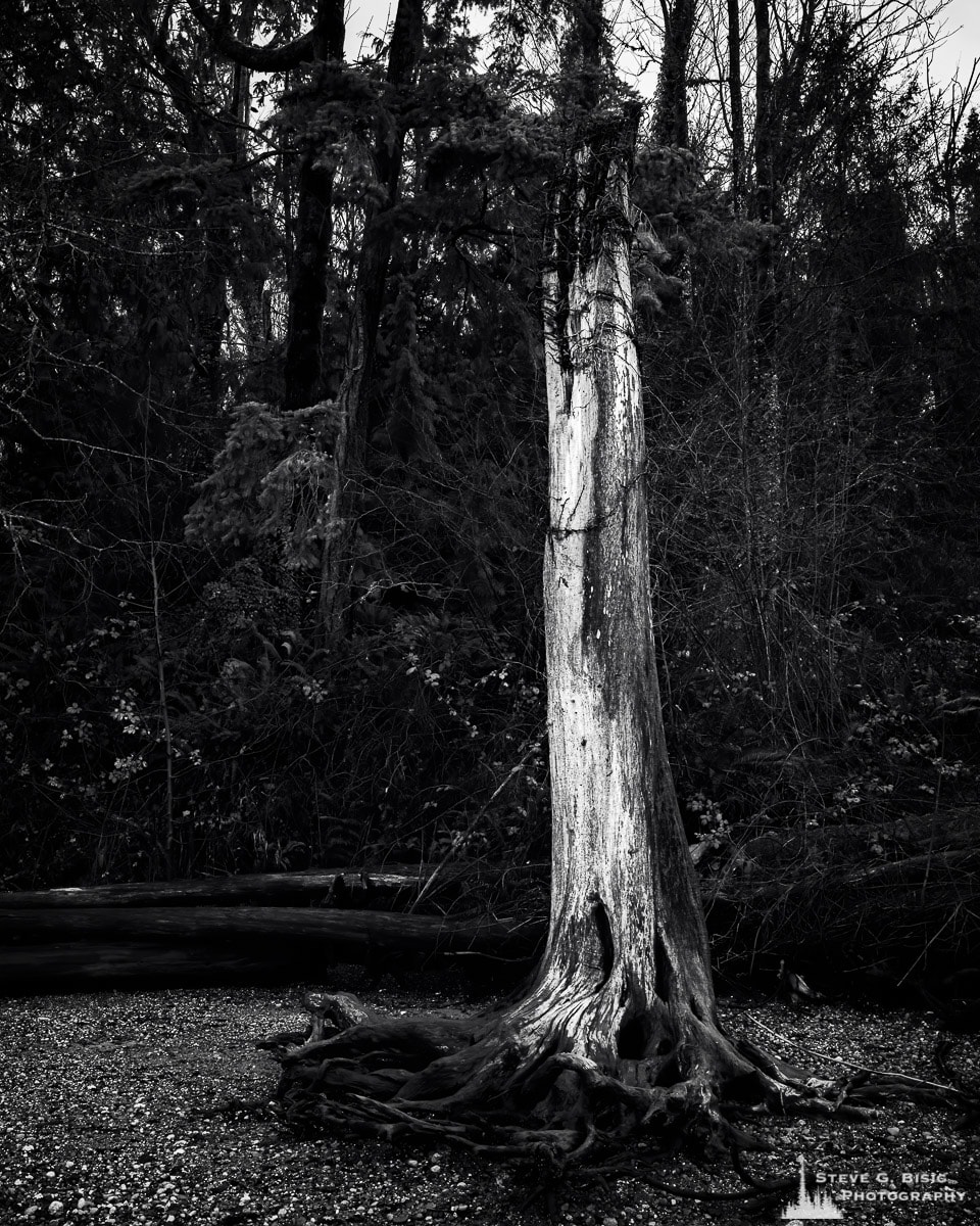 A black and white fine art nature photograph of a dead tree standing upright on a gravel beach at Kopachuck State Park, Washington.